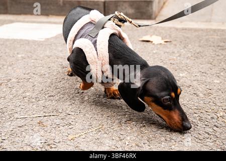 Adorable dachshund dog posing outdoors Stock Photo