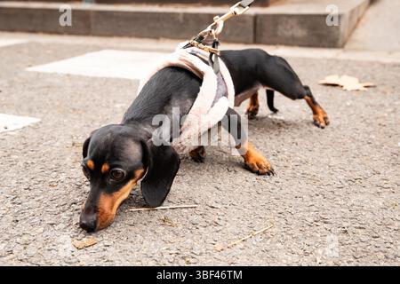 Cute dachshund in dog clothes with a curious expression on his face Stock Photo