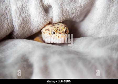 Afghan leopard gecko portrait on soft blanket Stock Photo