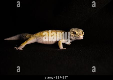 Eublephar on the background of black velvet, Macro photo next to animal place for text Stock Photo