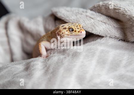 little leopard gecko on a soft blanket Stock Photo