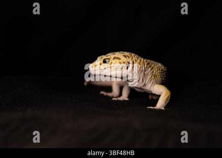 spotted eublephar on dark background,Macro photo next to animal place for text Stock Photo