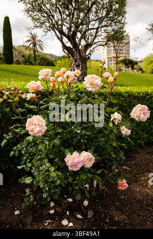 a bush of delicate cream-colored roses, blooming garden background. Stock Photo