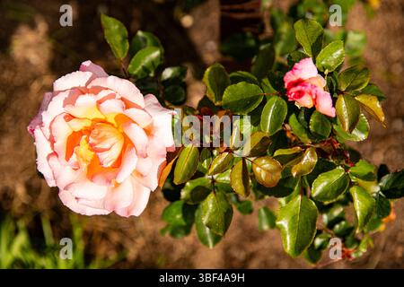Cream Colored Roses Macro background image Stock Photo
