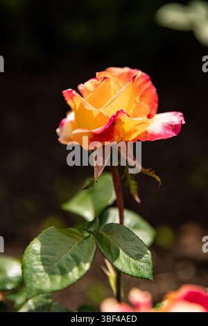 Two color rose close up, macro background image with space for inscription Stock Photo