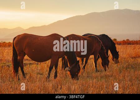Horses grazing in autumn field at warm sunset light Stock Photo