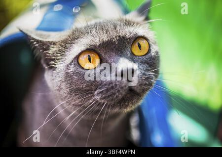 Portrait of frightened british shorthair grey cat with yellow eyes on dark background frightened by carrying outdoors Stock Photo