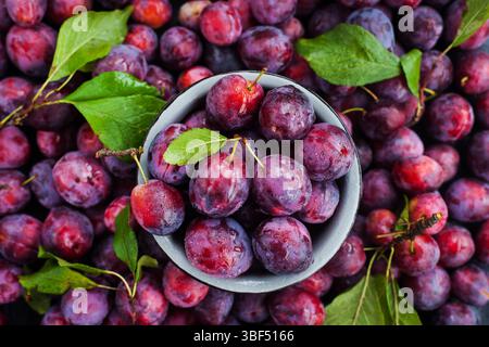 Fresh ripe autumn plums on dark background, top view Stock Photo