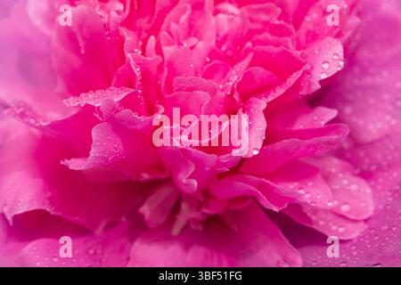 Pink peony with water drops close-up Stock Photo
