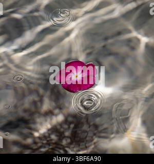 Flower floating on absract water Stock Photo