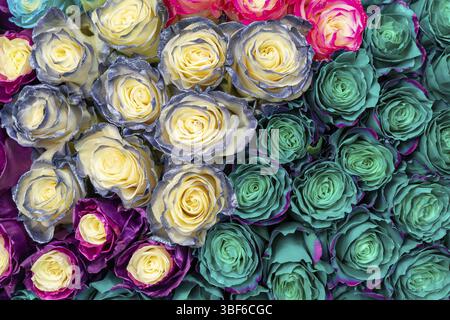 Beautiful blue roses background. Floral abstract background for wedding and engagement Stock Photo
