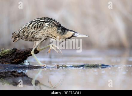 Great bittern bird ( Botaurus stellaris ) close up Stock Photo