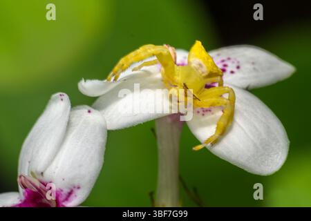 A beautiful Crab Spider perched on a white flower at a park in Mumbai, India Stock Photo