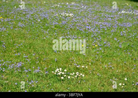 Spring / summer wildflowers including daisies, speedwell and buttercups growing in grass UK May Stock Photo