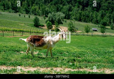 View of a goat with horns grazing on a green meadow against the backdrop of vineyards and green hills Stock Photo