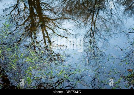 Forest trees with no leafs reflecting in a puddle of water in which grow some aquatic plants. Taken on a cloudy winter day with no people. Stock Photo