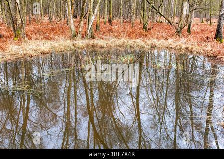 A pond surrounded by dried ferns in a french forest. Taken on a cloudy winter day with no people. Stock Photo