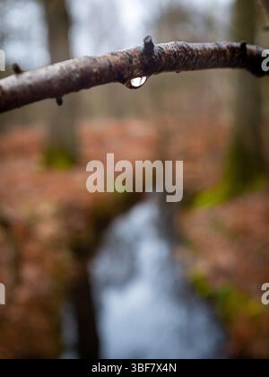 A small drop under a branch in a french forest. Taken on a cloudy winter day with no people. Stock Photo