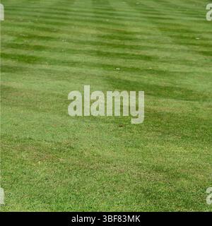 Checkerboard or chequerboard pattern of freshly mown grass lawn UK May Stock Photo