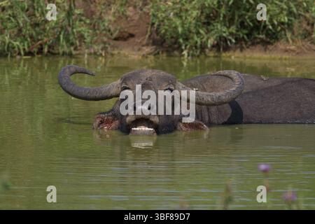 Water buffalo (Bubalus arnee) wallowing in the mud. Kaziranga National