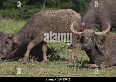 Powerful Thai water buffalo resting among tropical rainforest greenery ...