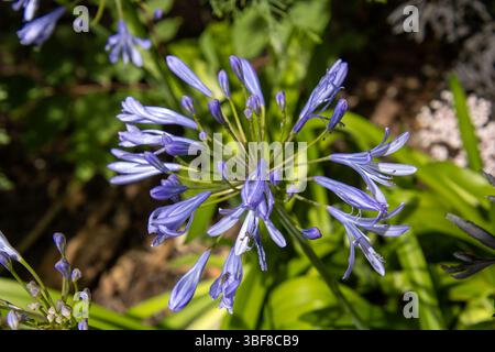 Agapanthus (Schmucklilie) mit zart violett-blauen Blüten in Doldenform Stock Photo