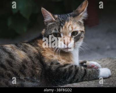 Young tabby calico cat posing outdoor Stock Photo