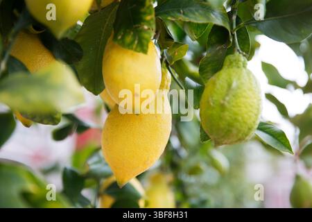Close-up of yellow and green lemons hanging from leafy branches Stock Photo