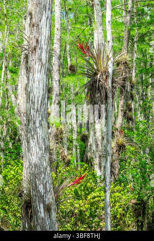 Cardinal Bromeliads, red airplants glowing on tree trunks at the Loop Road scenic drive in the Everglades National Park, Florida Stock Photo