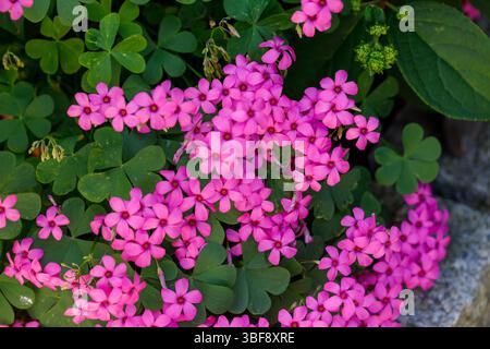 Close-up of pink wood sorrel flowers and green clover leaves, with some grey stone visible in the background. Stock Photo