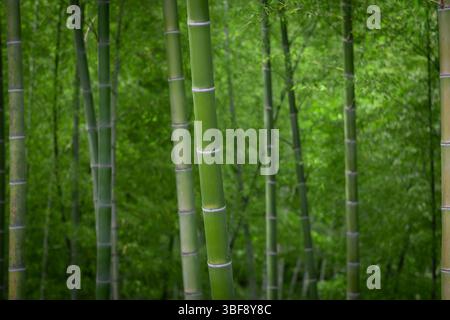 A view from the inside of a dense bamboo forest Stock Photo