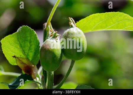 Close-up of two small green apples on a branch with leaves. The background is a soft green bokeh. Stock Photo