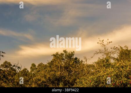 Long soft clouds over the tree canopy at sunset, multiple exposure composite image captured in a forest in the eastern Andean mountains of Colombia Stock Photo