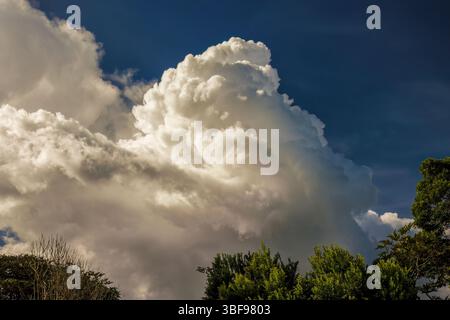 A big cumulus cloud illuminated by the sunset light floats over the forest, in the eastern Andean mountains of central Colombia near  Iguaque Stock Photo