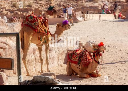 Petra, Jordan - November 3, 2022: Bedouin camels and people around in ancient city Stock Photo