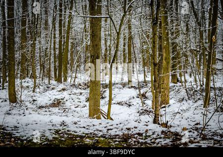 Fresh snow on a small forest of green tree trunks with moss covered rocks n the foreground. Stock Photo