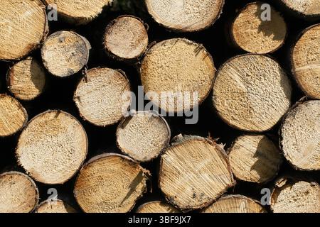 Cut logs stacked in pile. Firewood trunks background. Natural round timber texture. Wood fuel for heating. Forestry and lumber industry material. Stock Photo