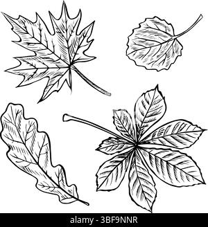 A set of leaves from different trees, maple, oak, chestnut and aspen leaves. Vector graphics. Black and white hand-drawn illustration. On a white Stock Vector