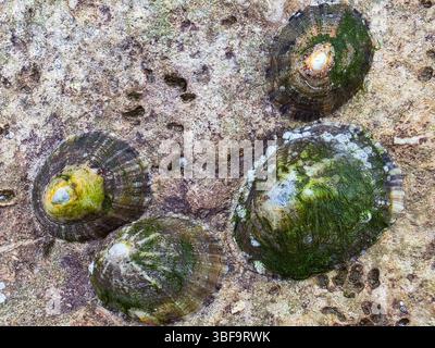 Close-up of marine mollusks attached to coastal rock surface Stock Photo