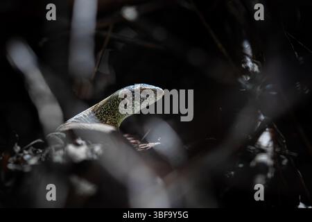 A green-spotted lizard rests among dry leaves and branches on the forest floor, its head catching a sliver of warm sunlight. Stock Photo