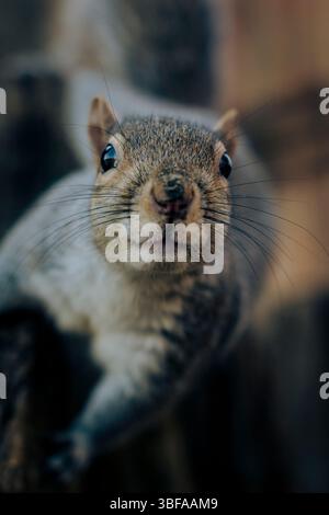 Friendly gray squirrel in a city park. Stock Photo