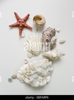Scattering of shells, starfish, pebbles on a white background Stock Photo