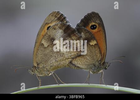 Brown ox-eye (Pyronia tithonus, formerly Maniola tithonus) Stock Photo