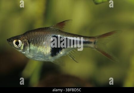 Wedge-spotted bear (Trigonostigma heteromorpha Stock Photo - Alamy