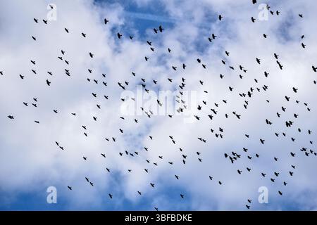 big flock of Alpine chough or yellow-billed chough (Pyrrhocorax graculus) flying over the austrian alps Stock Photo
