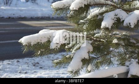 Pine branches bent under the snow, winter forest Stock Photo