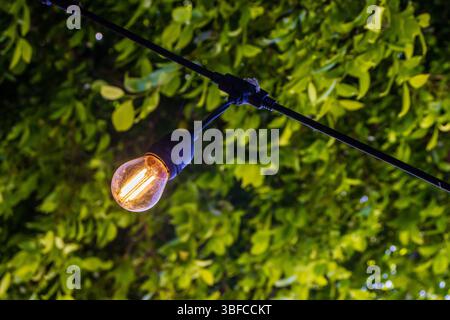 Outdoor Vintage Light Bulb on String Amid Lush Greenery at Night Stock Photo