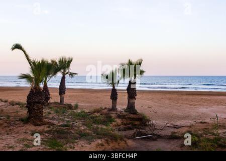 Palm Trees on a Sandy Beach Overlooking the Serene Ocean Horizon at Sunset Stock Photo