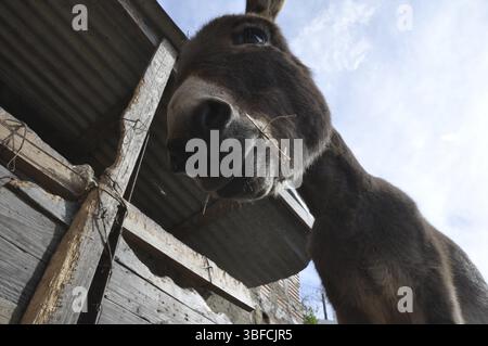 The Sardinian Donkey is a breed with very ancient origins in Sardinia