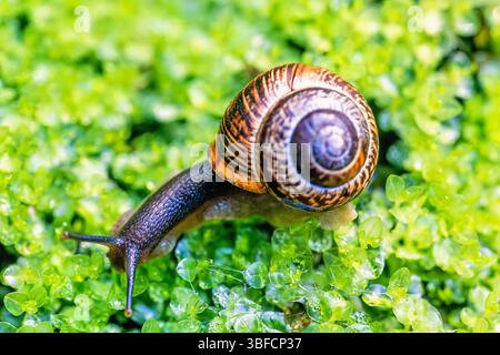Beautiful Snail with a shell on green moss Stock Photo